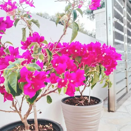 Meraki Zenempisatika